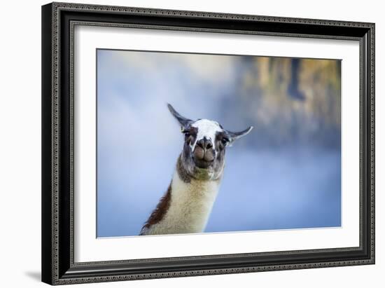 Alpaca In Machu Picchu, Peru-Joe Azure-Framed Photographic Print