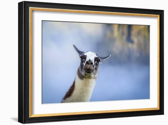 Alpaca In Machu Picchu, Peru-Joe Azure-Framed Photographic Print