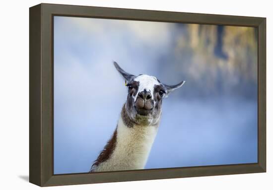 Alpaca In Machu Picchu, Peru-Joe Azure-Framed Premier Image Canvas