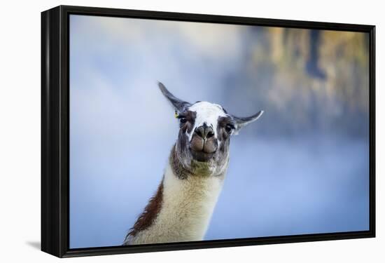 Alpaca In Machu Picchu, Peru-Joe Azure-Framed Premier Image Canvas