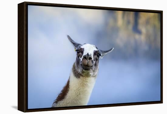 Alpaca In Machu Picchu, Peru-Joe Azure-Framed Premier Image Canvas