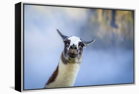 Alpaca In Machu Picchu, Peru-Joe Azure-Framed Premier Image Canvas