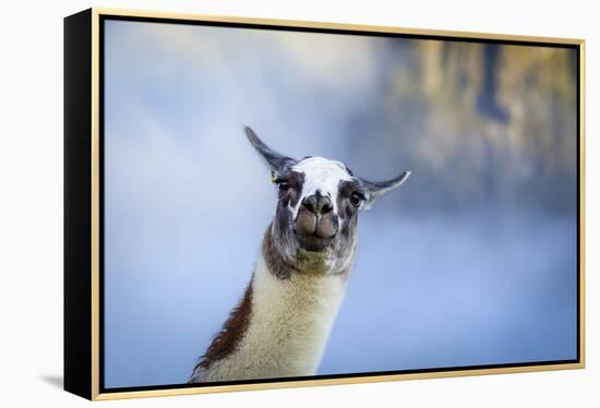 Alpaca In Machu Picchu, Peru-Joe Azure-Framed Premier Image Canvas