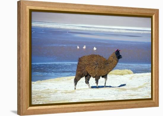 Alpaca, Lago Colorada, Uyuni, Bolivia, South America-Mark Chivers-Framed Premier Image Canvas