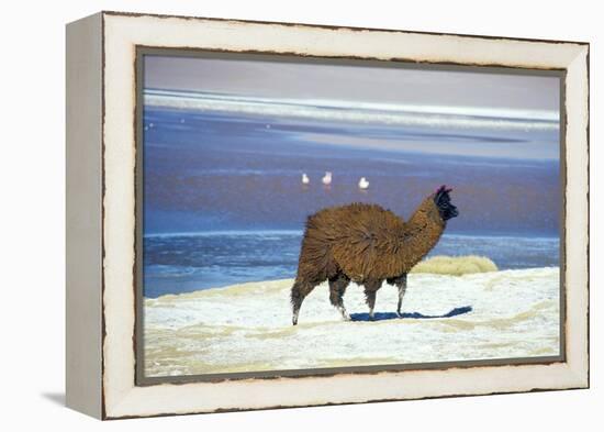 Alpaca, Lago Colorada, Uyuni, Bolivia, South America-Mark Chivers-Framed Premier Image Canvas