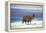 Alpaca, Lago Colorada, Uyuni, Bolivia, South America-Mark Chivers-Framed Premier Image Canvas