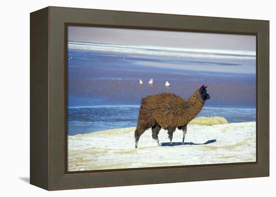 Alpaca, Lago Colorada, Uyuni, Bolivia, South America-Mark Chivers-Framed Premier Image Canvas