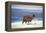 Alpaca, Lago Colorada, Uyuni, Bolivia, South America-Mark Chivers-Framed Premier Image Canvas