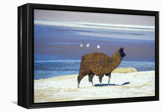 Alpaca, Lago Colorada, Uyuni, Bolivia, South America-Mark Chivers-Framed Premier Image Canvas