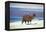 Alpaca, Lago Colorada, Uyuni, Bolivia, South America-Mark Chivers-Framed Premier Image Canvas