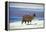 Alpaca, Lago Colorada, Uyuni, Bolivia, South America-Mark Chivers-Framed Premier Image Canvas