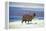 Alpaca, Lago Colorada, Uyuni, Bolivia, South America-Mark Chivers-Framed Premier Image Canvas