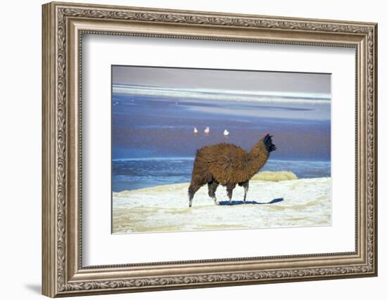 Alpaca, Lago Colorada, Uyuni, Bolivia, South America-Mark Chivers-Framed Photographic Print