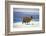 Alpaca, Lago Colorada, Uyuni, Bolivia, South America-Mark Chivers-Framed Photographic Print