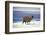 Alpaca, Lago Colorada, Uyuni, Bolivia, South America-Mark Chivers-Framed Photographic Print