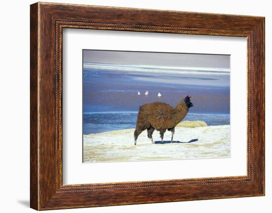 Alpaca, Lago Colorada, Uyuni, Bolivia, South America-Mark Chivers-Framed Photographic Print