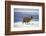 Alpaca, Lago Colorada, Uyuni, Bolivia, South America-Mark Chivers-Framed Photographic Print