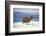 Alpaca, Lago Colorada, Uyuni, Bolivia, South America-Mark Chivers-Framed Photographic Print