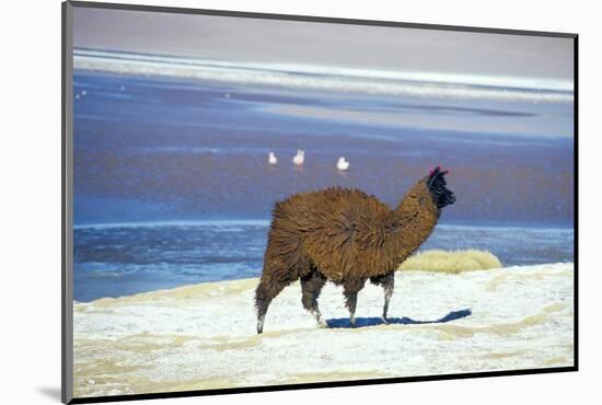 Alpaca, Lago Colorada, Uyuni, Bolivia, South America-Mark Chivers-Mounted Photographic Print