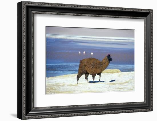 Alpaca, Lago Colorada, Uyuni, Bolivia, South America-Mark Chivers-Framed Photographic Print
