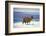 Alpaca, Lago Colorada, Uyuni, Bolivia, South America-Mark Chivers-Framed Photographic Print