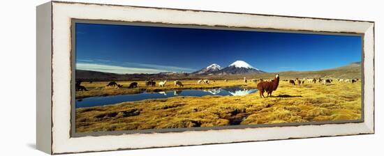 Alpaca (Lama Pacos) and Llama (Lama Glama) Grazing in the Field, Lauca National Park-null-Framed Stretched Canvas