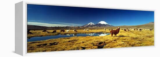 Alpaca (Lama Pacos) and Llama (Lama Glama) Grazing in the Field, Lauca National Park-null-Framed Stretched Canvas