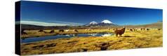 Stretched Canvas Print