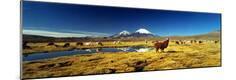 Premium Photographic Print