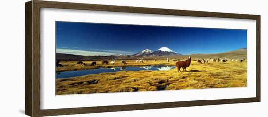 Alpaca (Lama Pacos) and Llama (Lama Glama) Grazing in the Field, Lauca National Park-null-Framed Photographic Print