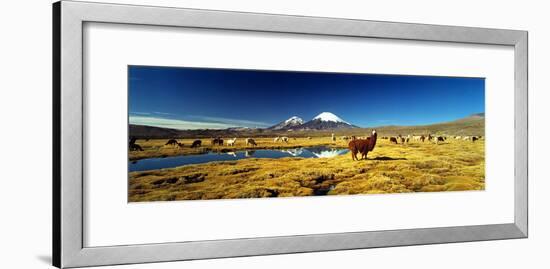 Alpaca (Lama Pacos) and Llama (Lama Glama) Grazing in the Field, Lauca National Park-null-Framed Photographic Print