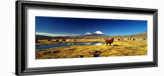 Alpaca (Lama Pacos) and Llama (Lama Glama) Grazing in the Field, Lauca National Park-null-Framed Photographic Print