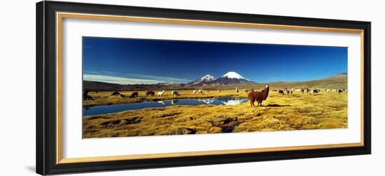 Alpaca (Lama Pacos) and Llama (Lama Glama) Grazing in the Field, Lauca National Park-null-Framed Photographic Print