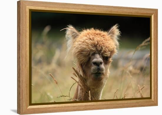 Alpaca Lama-erikgessinger-Framed Premier Image Canvas