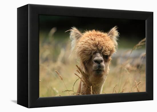 Alpaca Lama-erikgessinger-Framed Premier Image Canvas