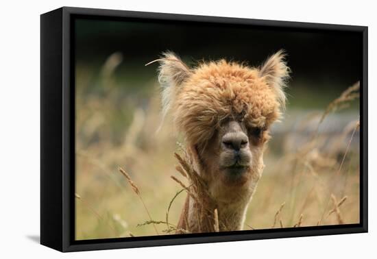 Alpaca Lama-erikgessinger-Framed Premier Image Canvas