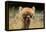 Alpaca Lama-erikgessinger-Framed Premier Image Canvas