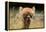 Alpaca Lama-erikgessinger-Framed Premier Image Canvas
