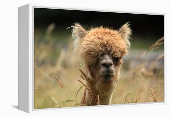 Alpaca Lama-erikgessinger-Framed Premier Image Canvas