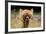 Alpaca Lama-erikgessinger-Framed Photographic Print