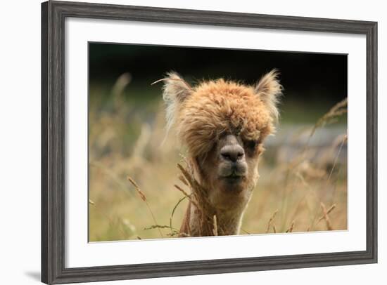 Alpaca Lama-erikgessinger-Framed Photographic Print