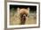 Alpaca Lama-erikgessinger-Framed Photographic Print