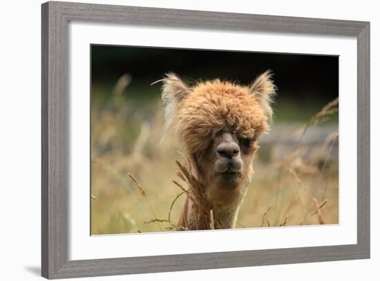 Alpaca Lama-erikgessinger-Framed Photographic Print