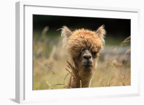 Alpaca Lama-erikgessinger-Framed Photographic Print