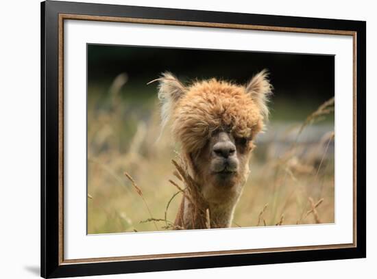 Alpaca Lama-erikgessinger-Framed Photographic Print