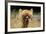 Alpaca Lama-erikgessinger-Framed Photographic Print