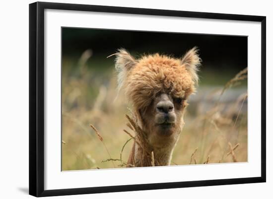 Alpaca Lama-erikgessinger-Framed Photographic Print