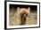 Alpaca Lama-erikgessinger-Framed Photographic Print