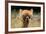 Alpaca Lama-erikgessinger-Framed Photographic Print