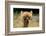 Alpaca Lama-erikgessinger-Framed Photographic Print